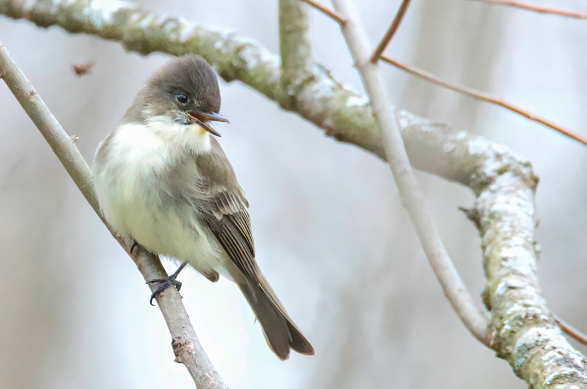 Eastern Phoebe - ML302806191