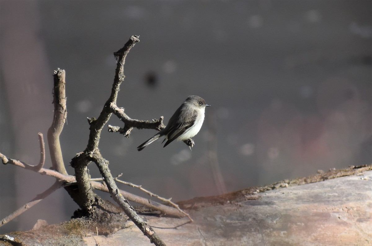 Eastern Phoebe - Brandon  Swayser