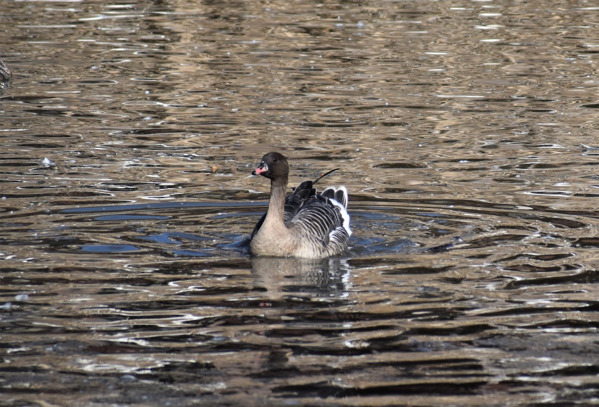 Pink-footed Goose - ML302807121