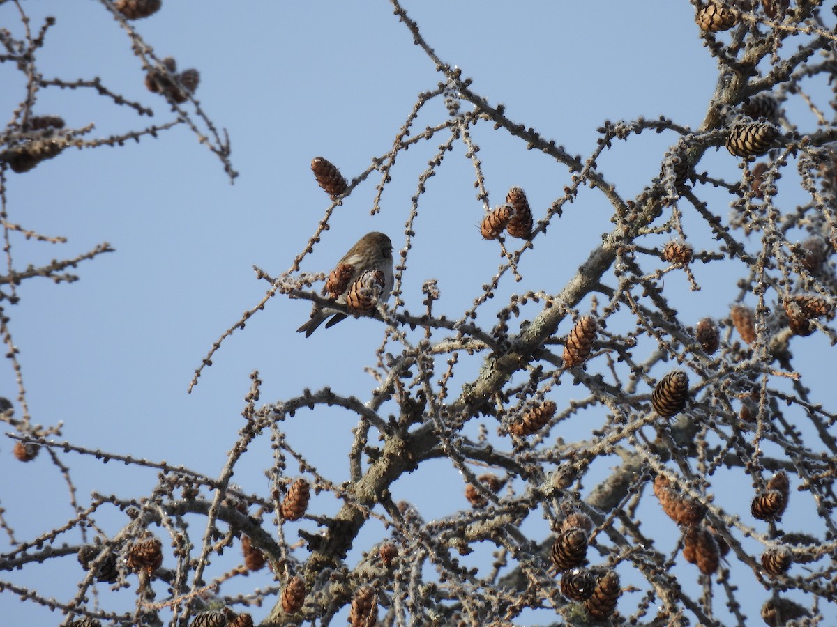 Common Redpoll - ML302807481