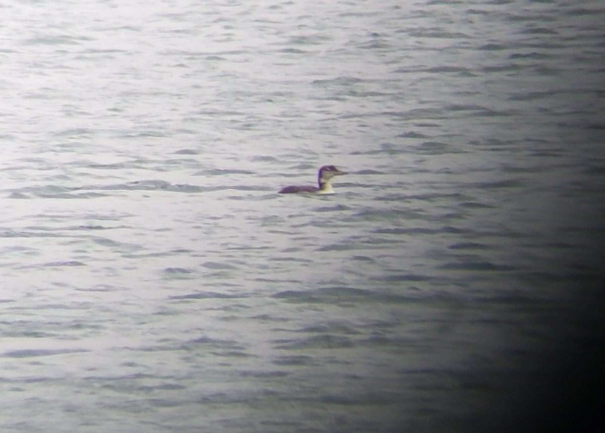 Common Loon - Gary Yoder