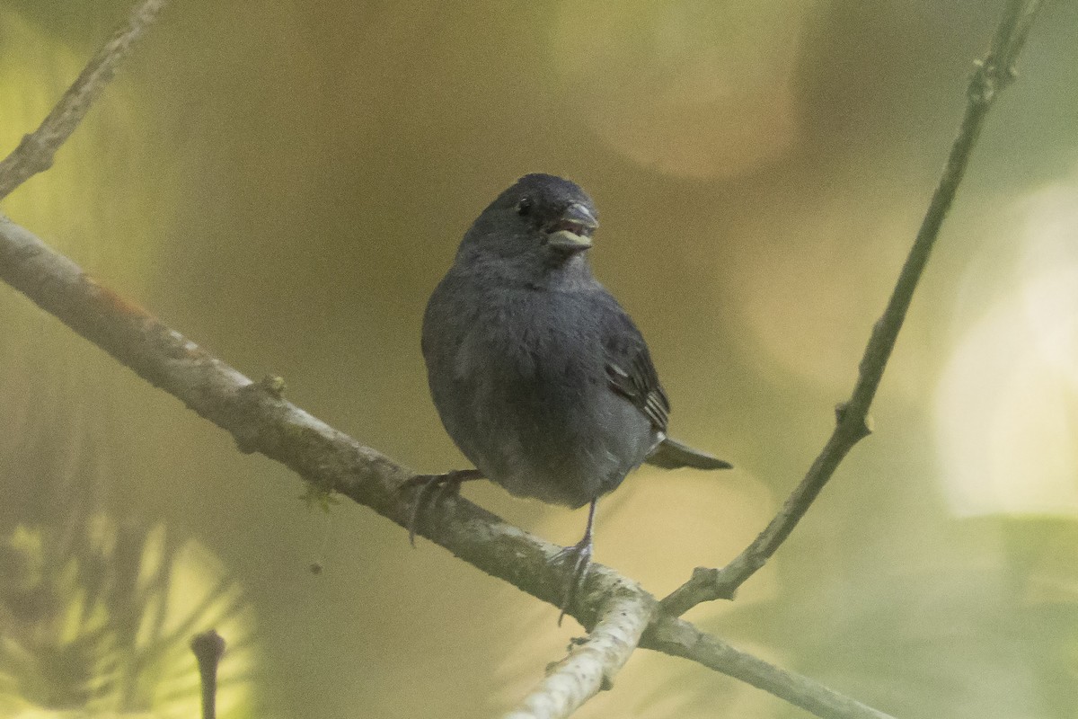 Slaty Finch - Guillermo  Saborío Vega