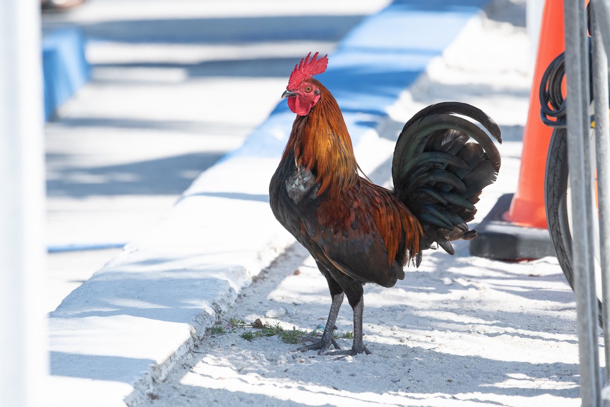 Red Junglefowl - ML302808081