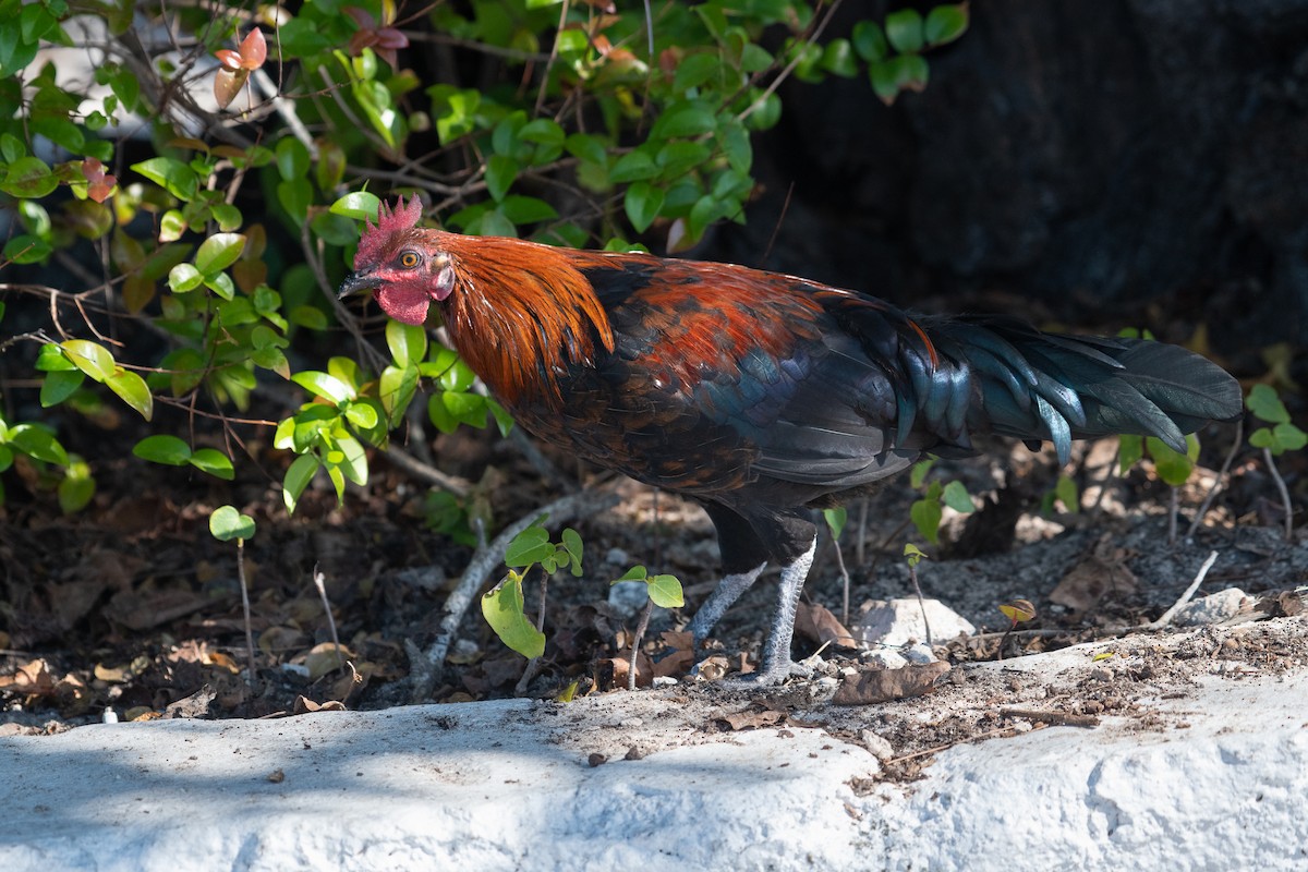 Red Junglefowl - ML302808091