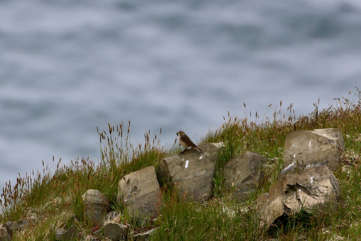 American Pipit - ML302808241