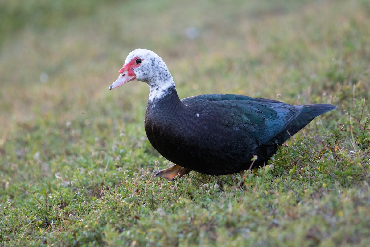 Muscovy Duck (Domestic type) - ML302808721