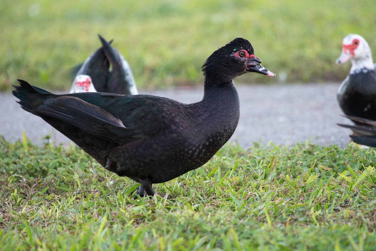 Muscovy Duck (Domestic type) - ML302808731