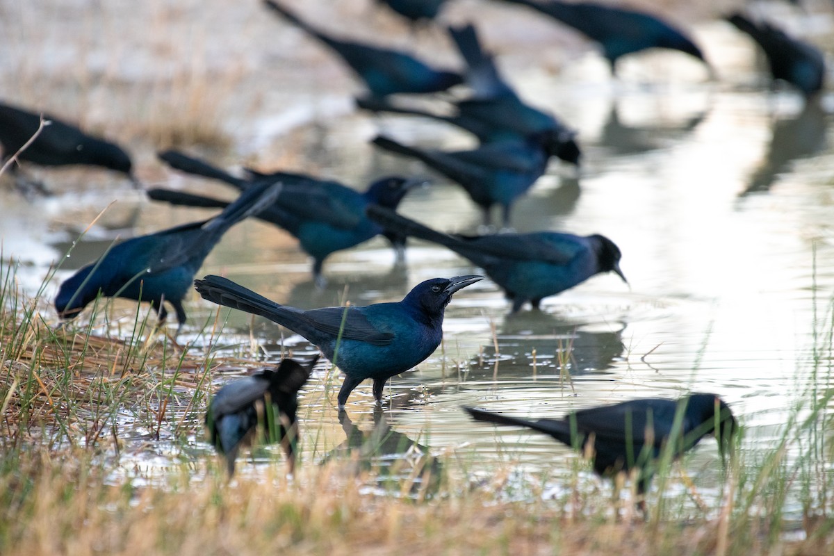 Boat-tailed Grackle - ML302808801