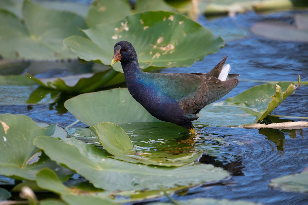 Purple Gallinule - ML302809211