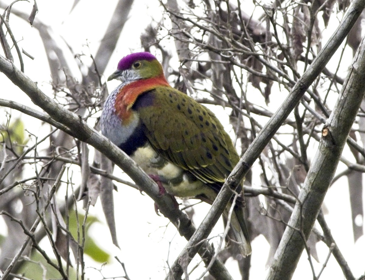 Superb Fruit-Dove - ML302809241