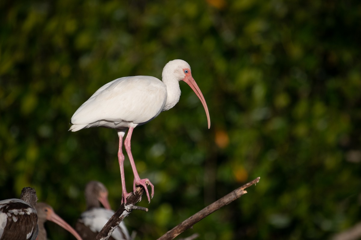 ibis bílý - ML302809501