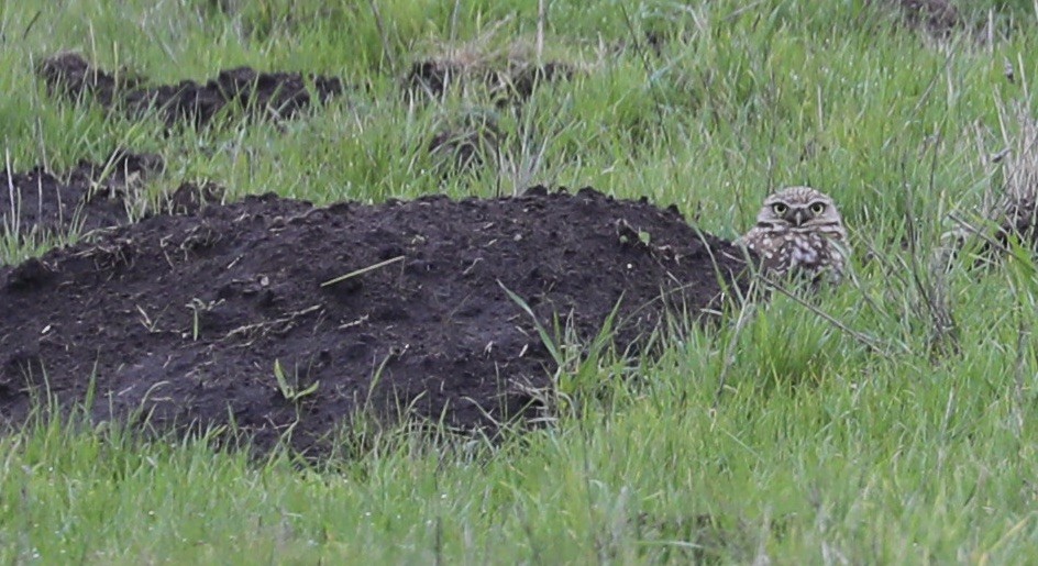 Burrowing Owl - ML302810771