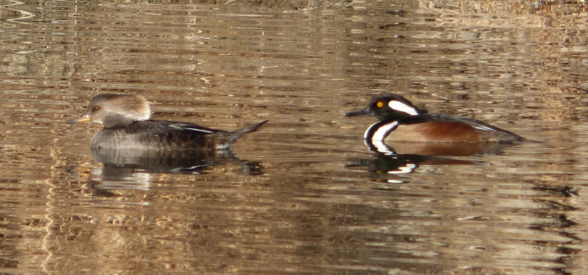Hooded Merganser - ML302810991