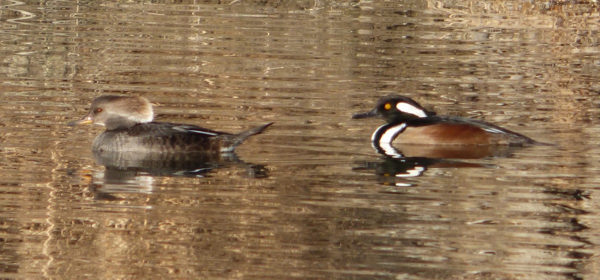 Hooded Merganser - ML302810991