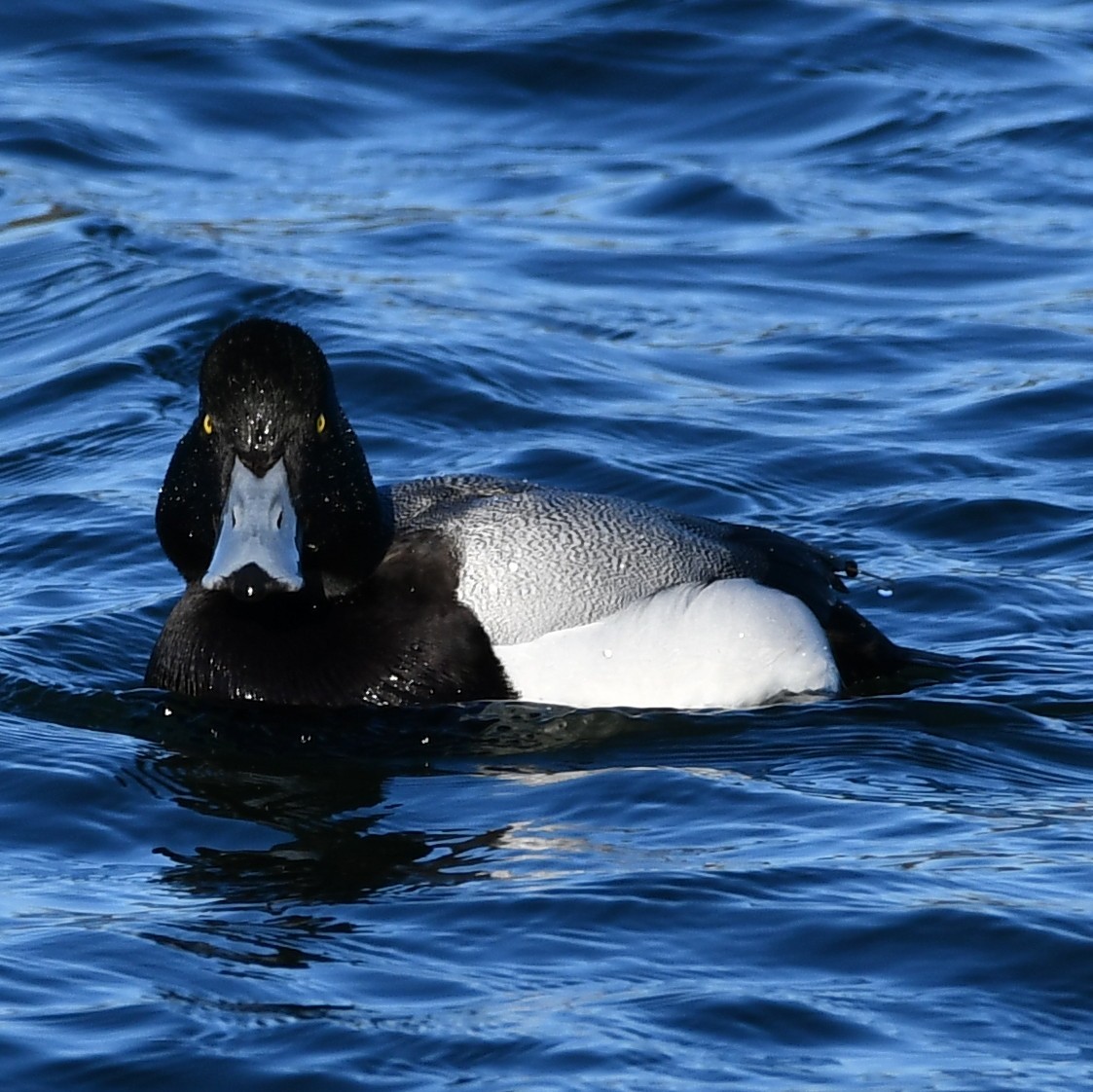 Greater Scaup - ML302811211