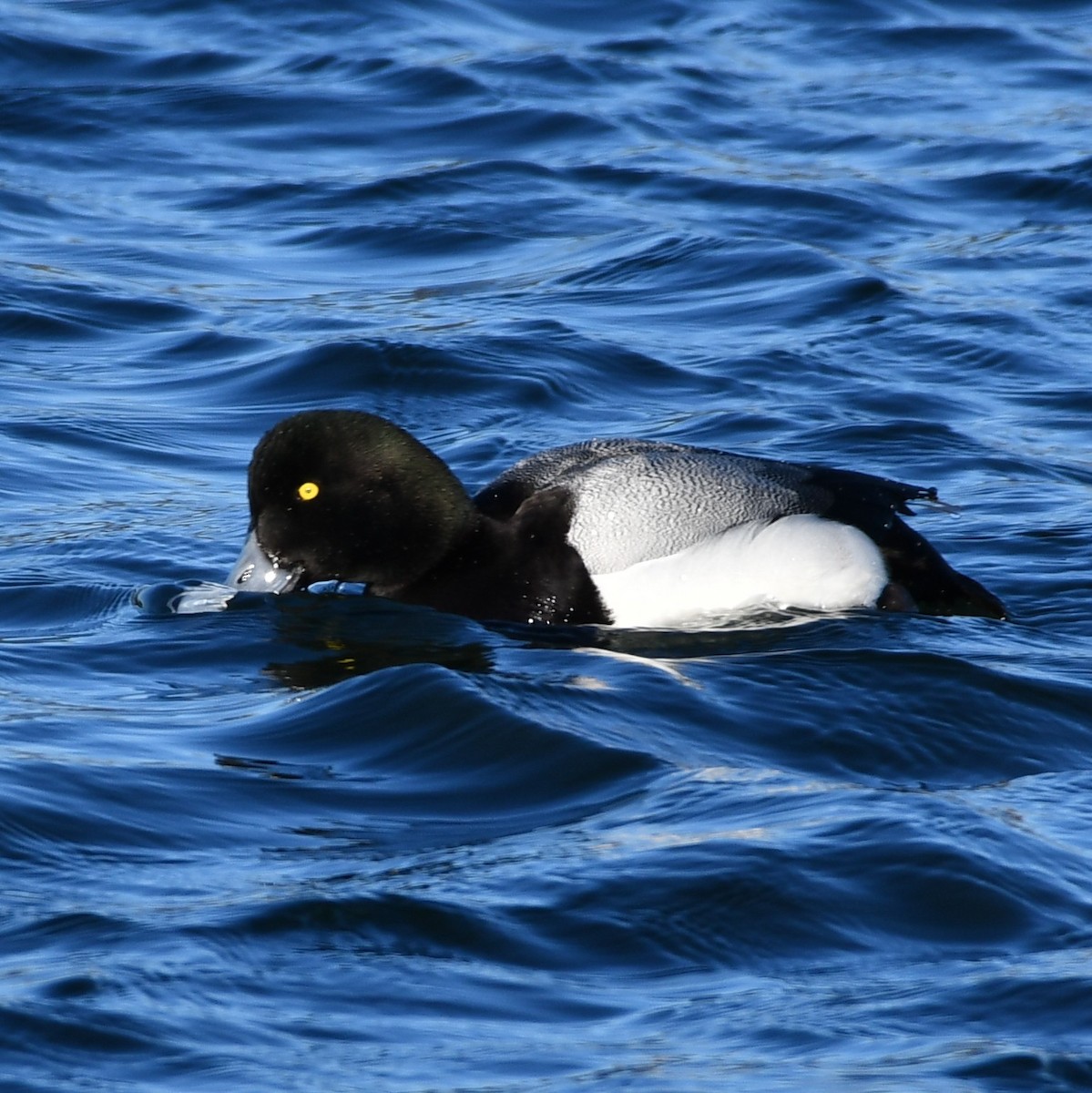 Greater Scaup - ML302811221