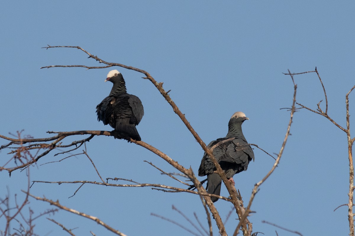 White-crowned Pigeon - ML302811321