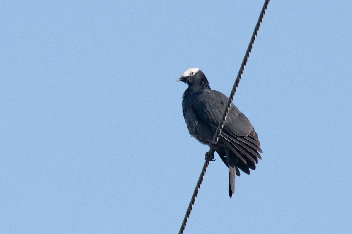 White-crowned Pigeon - ML302811331