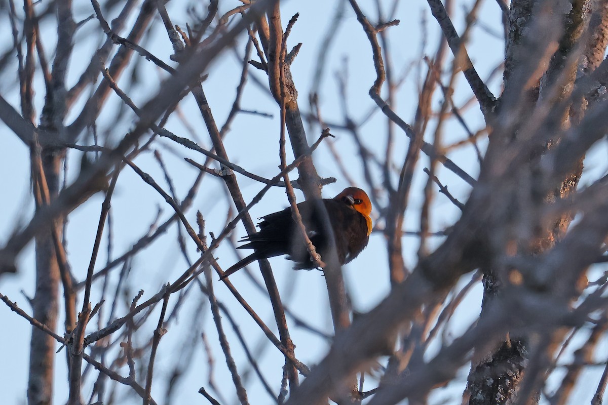 Yellow-headed Blackbird - Daniel Jauvin