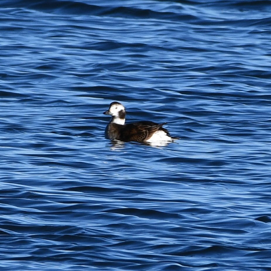 Long-tailed Duck - ML302811861