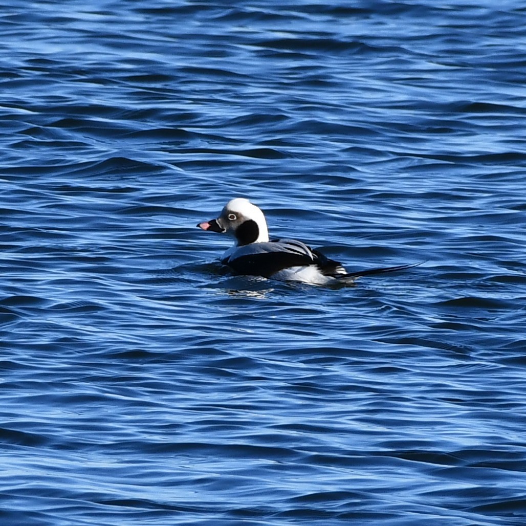 Long-tailed Duck - ML302811901