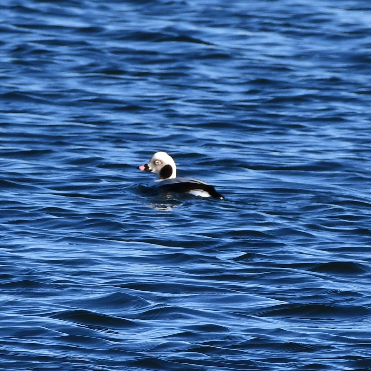 Long-tailed Duck - ML302811921