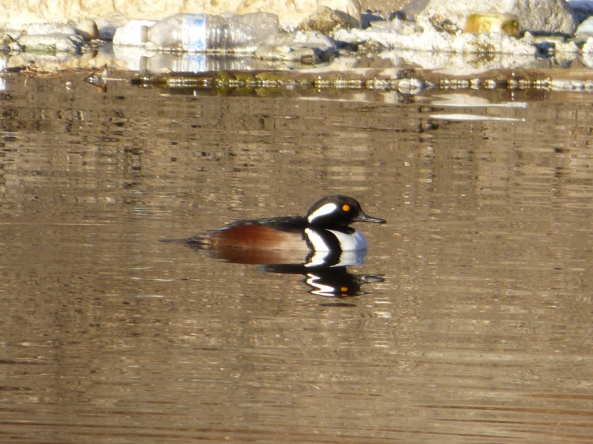 Hooded Merganser - ML302811951