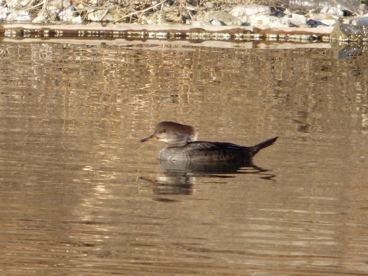 Hooded Merganser - ML302812071