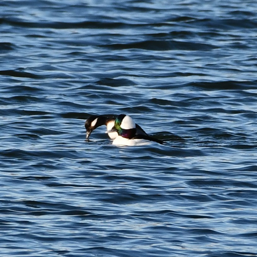 Bufflehead - ML302812251