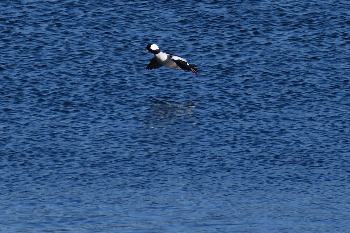 Bufflehead - ML302812271