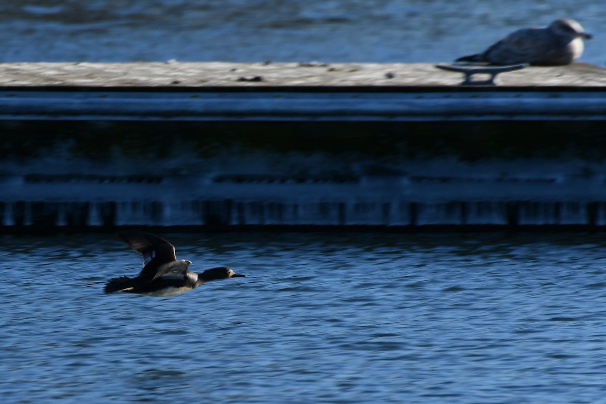 Hooded Merganser - ML302812481