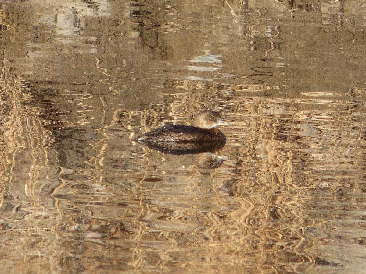 Pied-billed Grebe - ML302812631