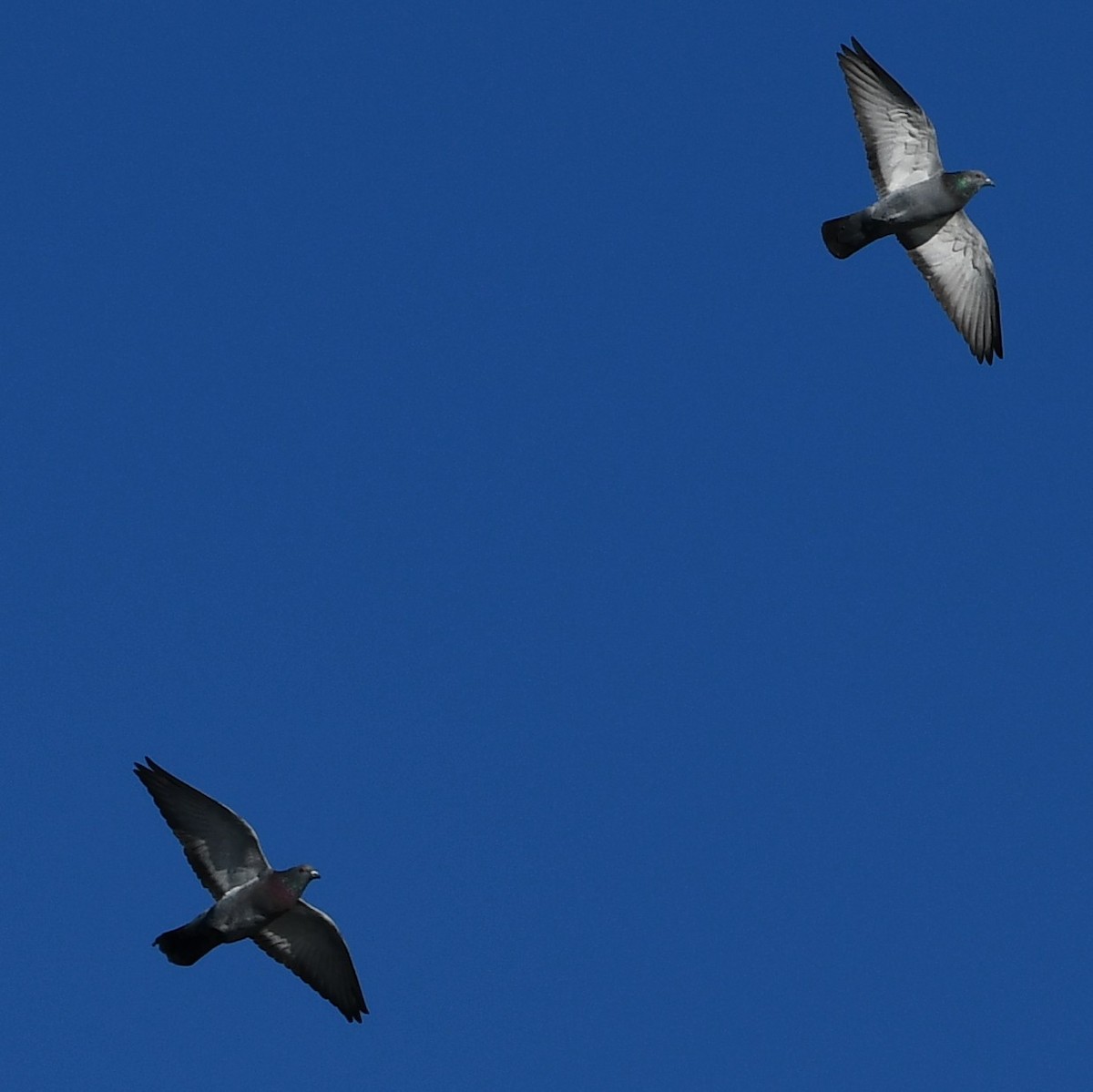 Rock Pigeon (Feral Pigeon) - ML302812931