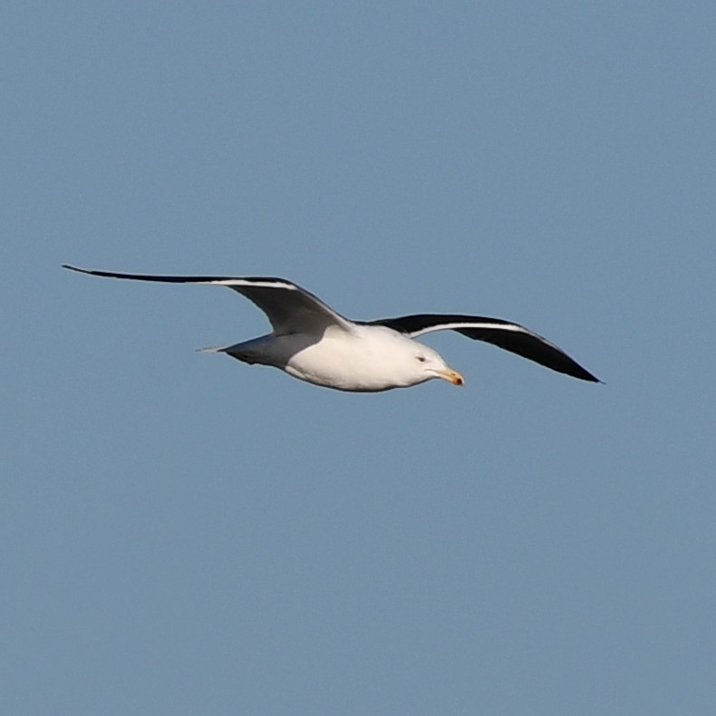 Great Black-backed Gull - ML302813071