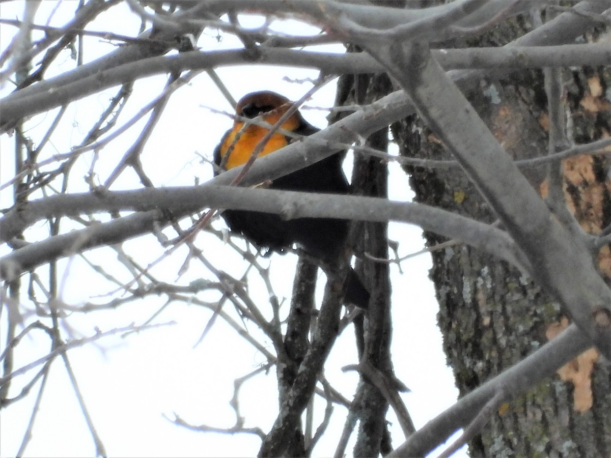 Yellow-headed Blackbird - Jean W. Côté