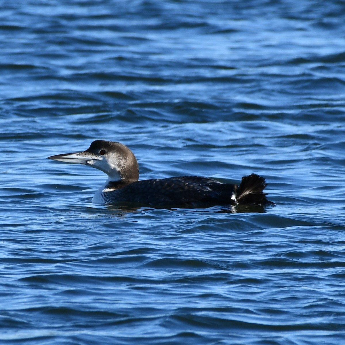 Common Loon - ML302813411