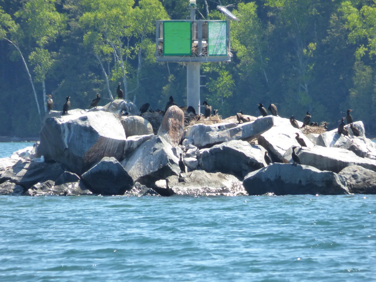 Double-crested Cormorant - ML30281361