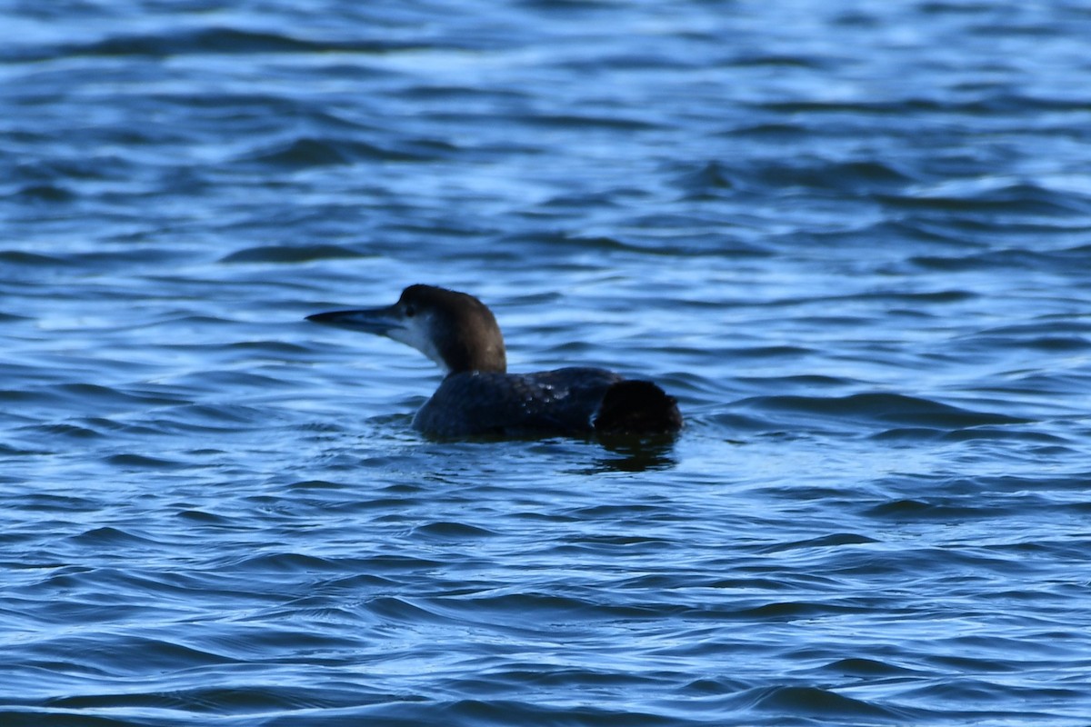 Common Loon - ML302814031