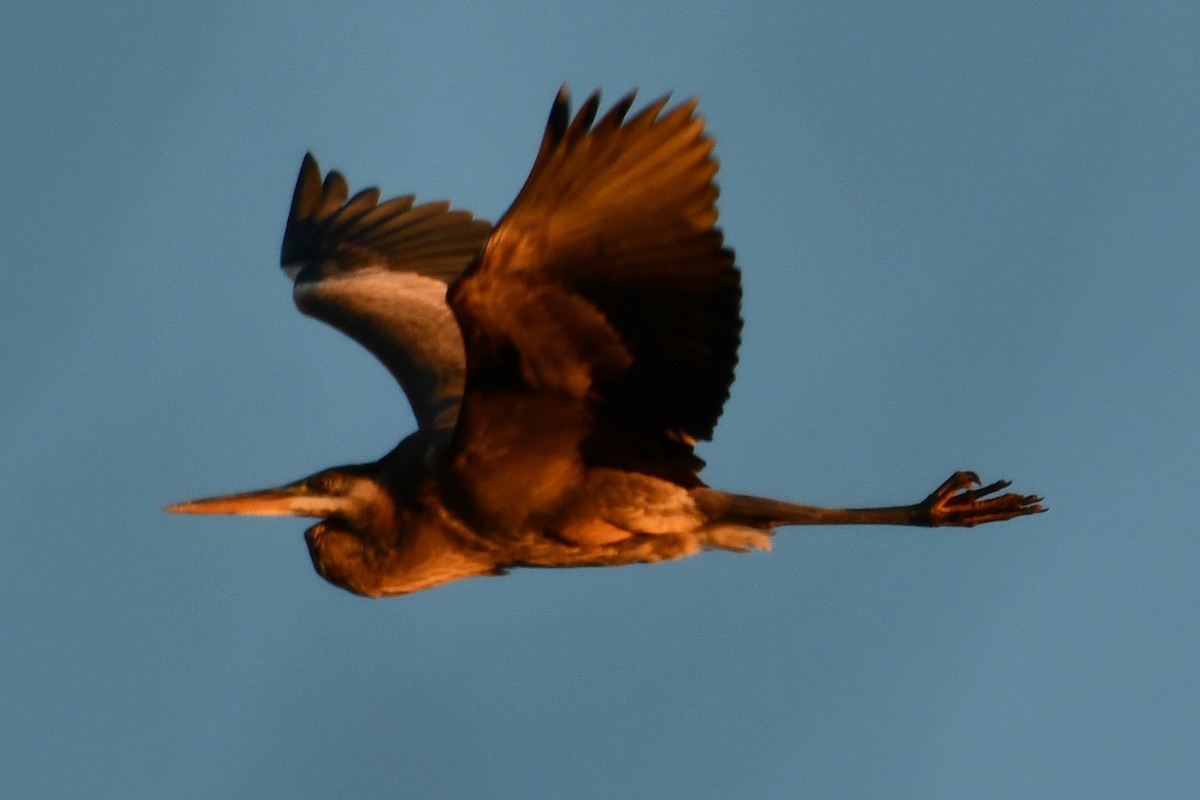 Great Blue Heron - ML302814351