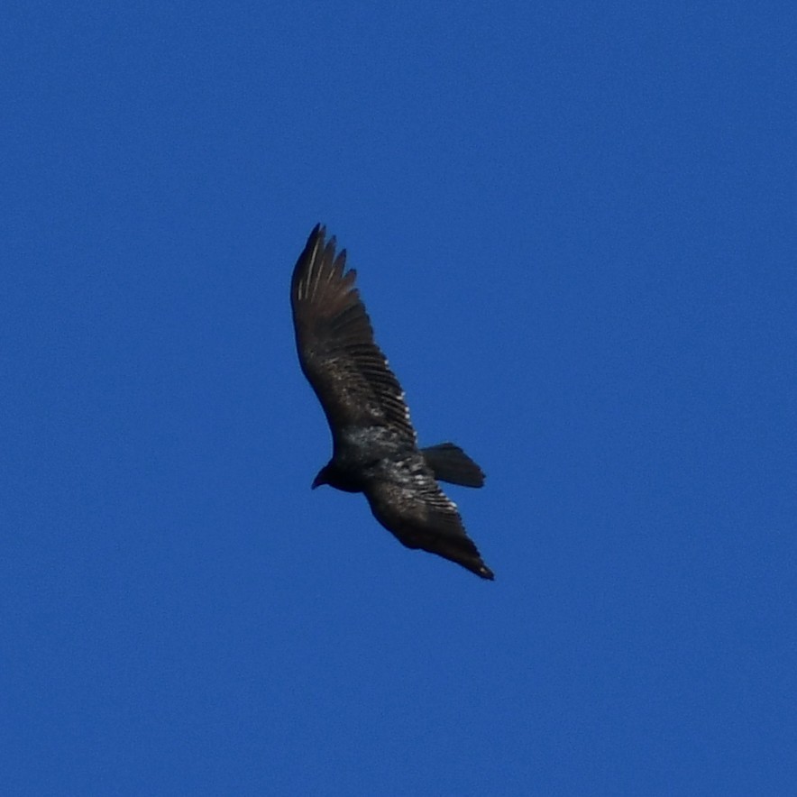 Turkey Vulture - ML302814691