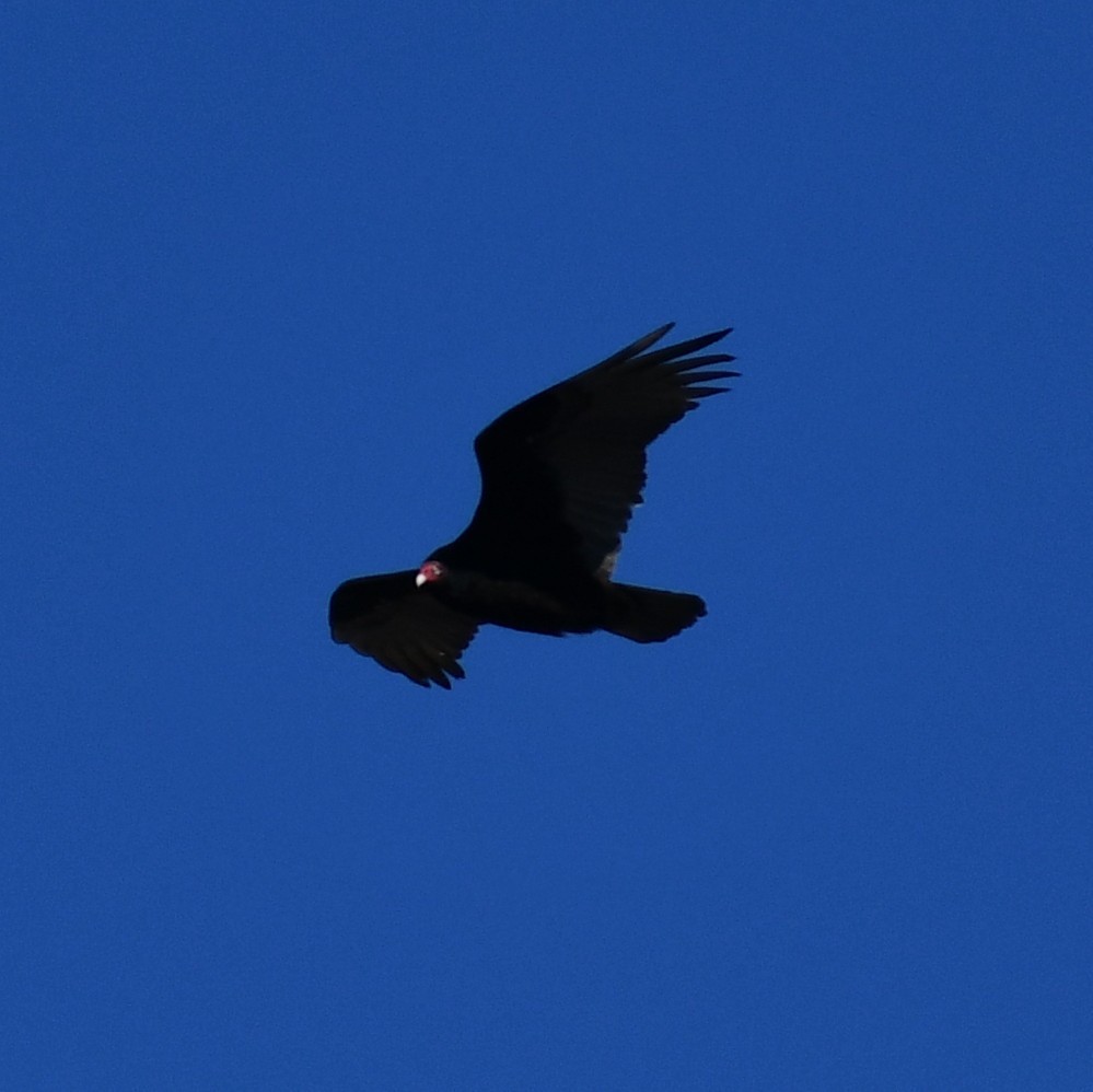 Turkey Vulture - ML302814701