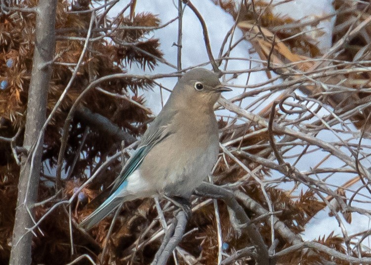 Mountain Bluebird - Ken Pride