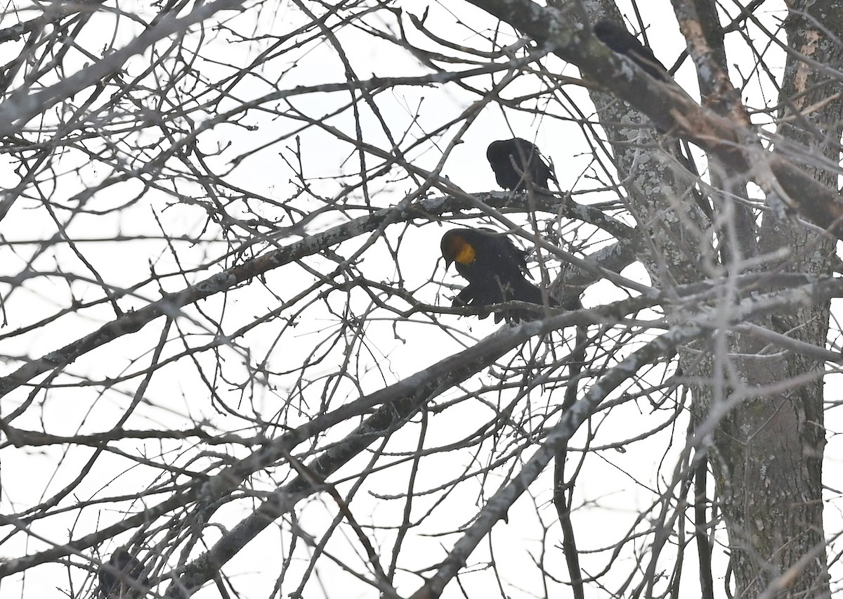 Yellow-headed Blackbird - ML302816251