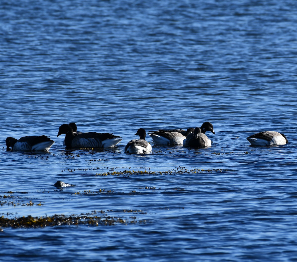 Brant - ML302816331