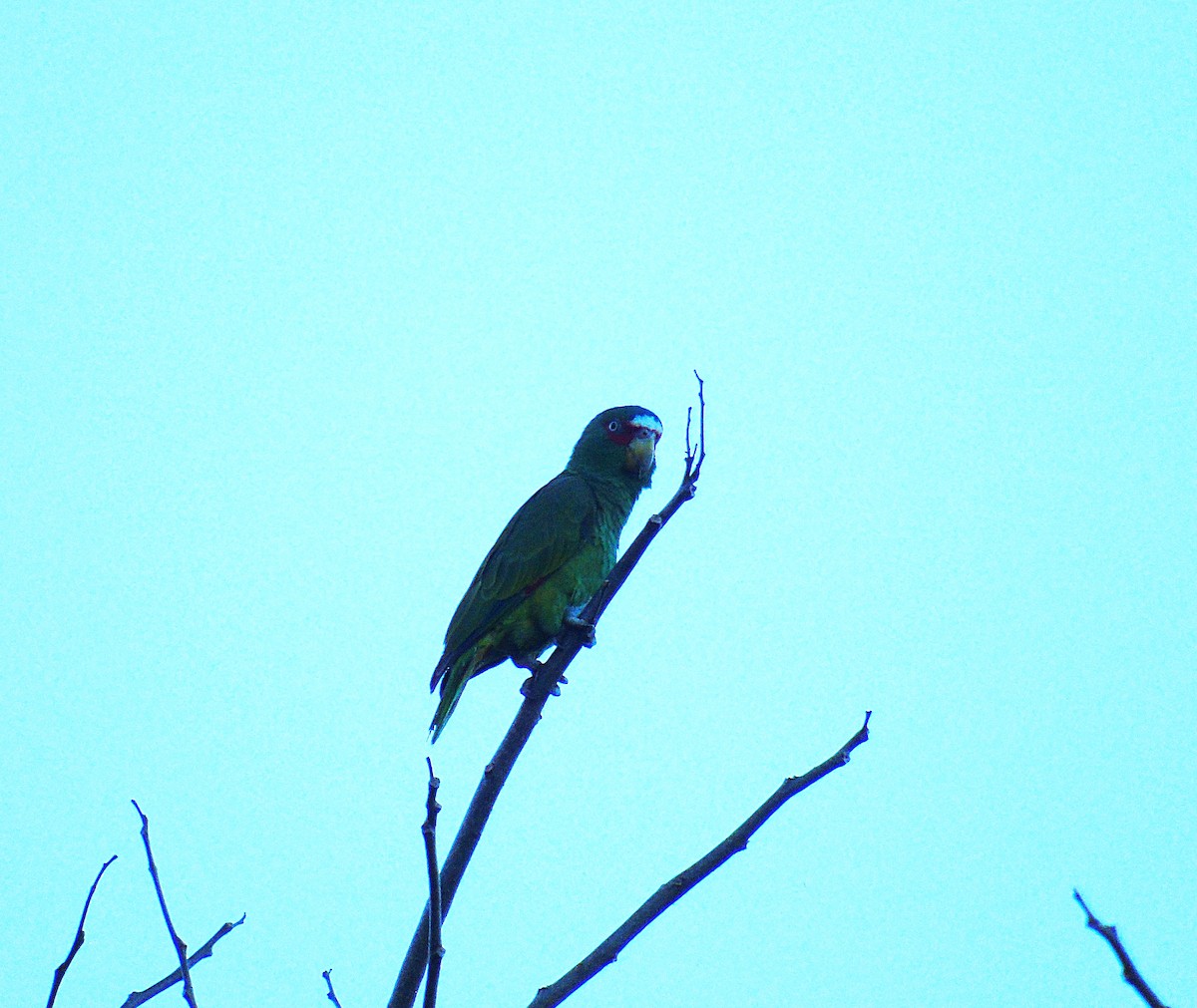 White-fronted Parrot - ML302816781