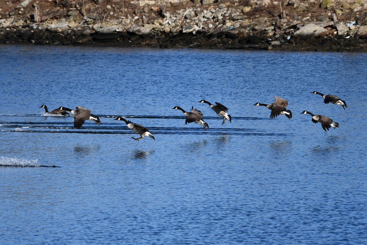 Canada Goose - ML302816941