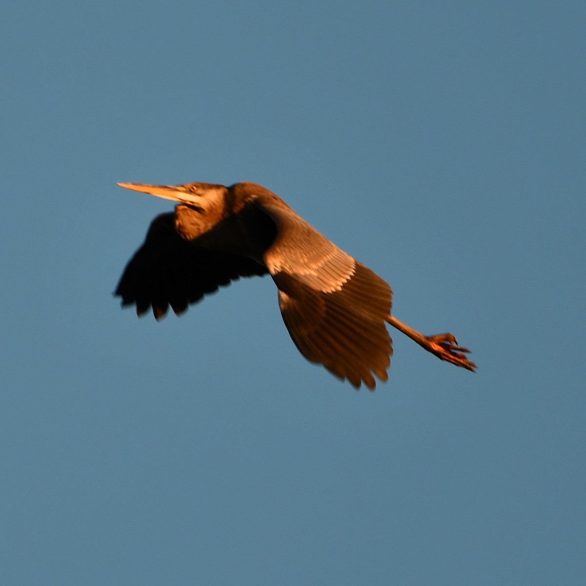 Great Blue Heron - Kevin Kelly