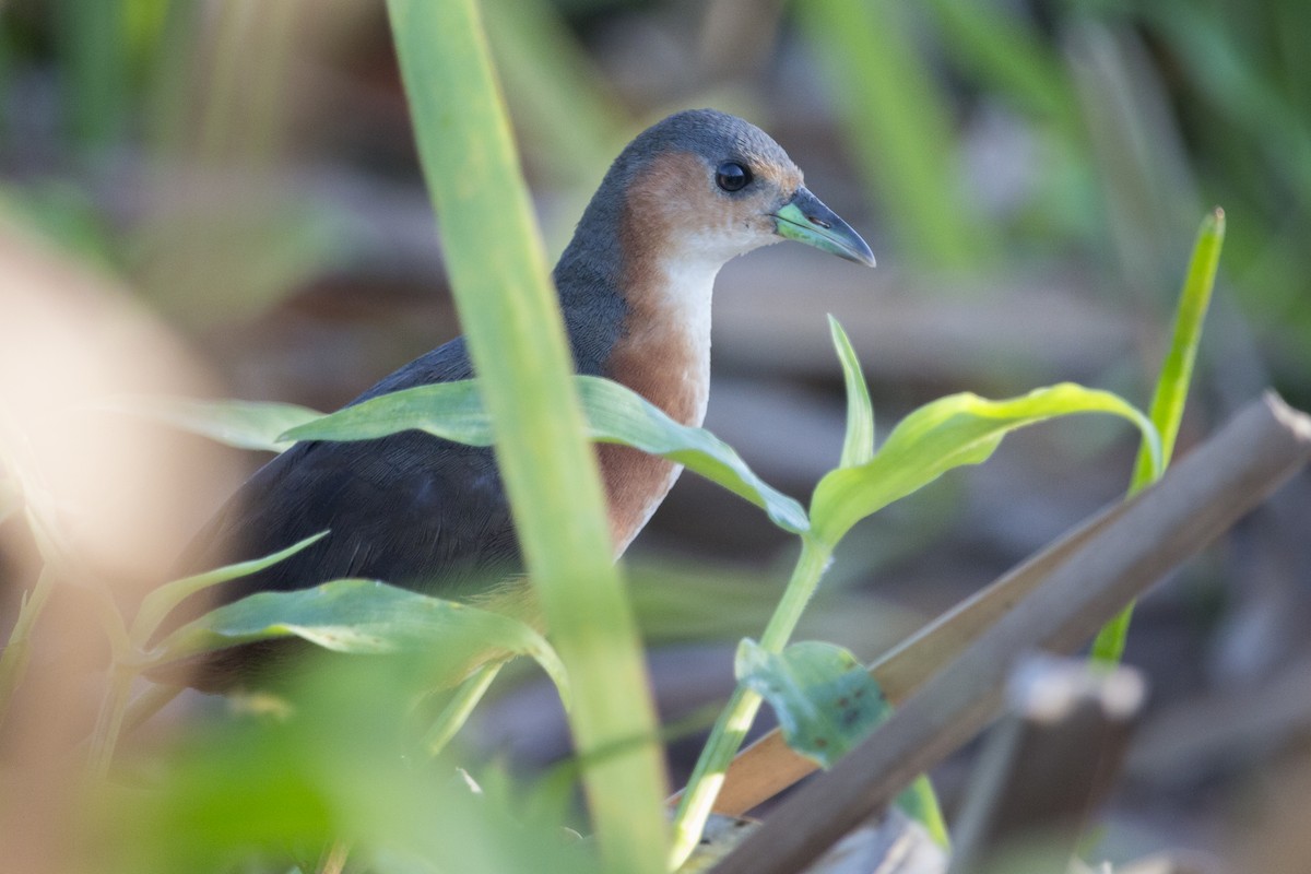 Rusty-flanked Crake - ML302817441