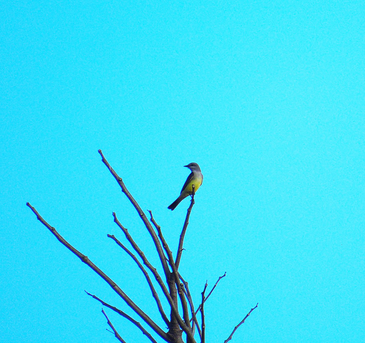 Western Kingbird - ML302817471