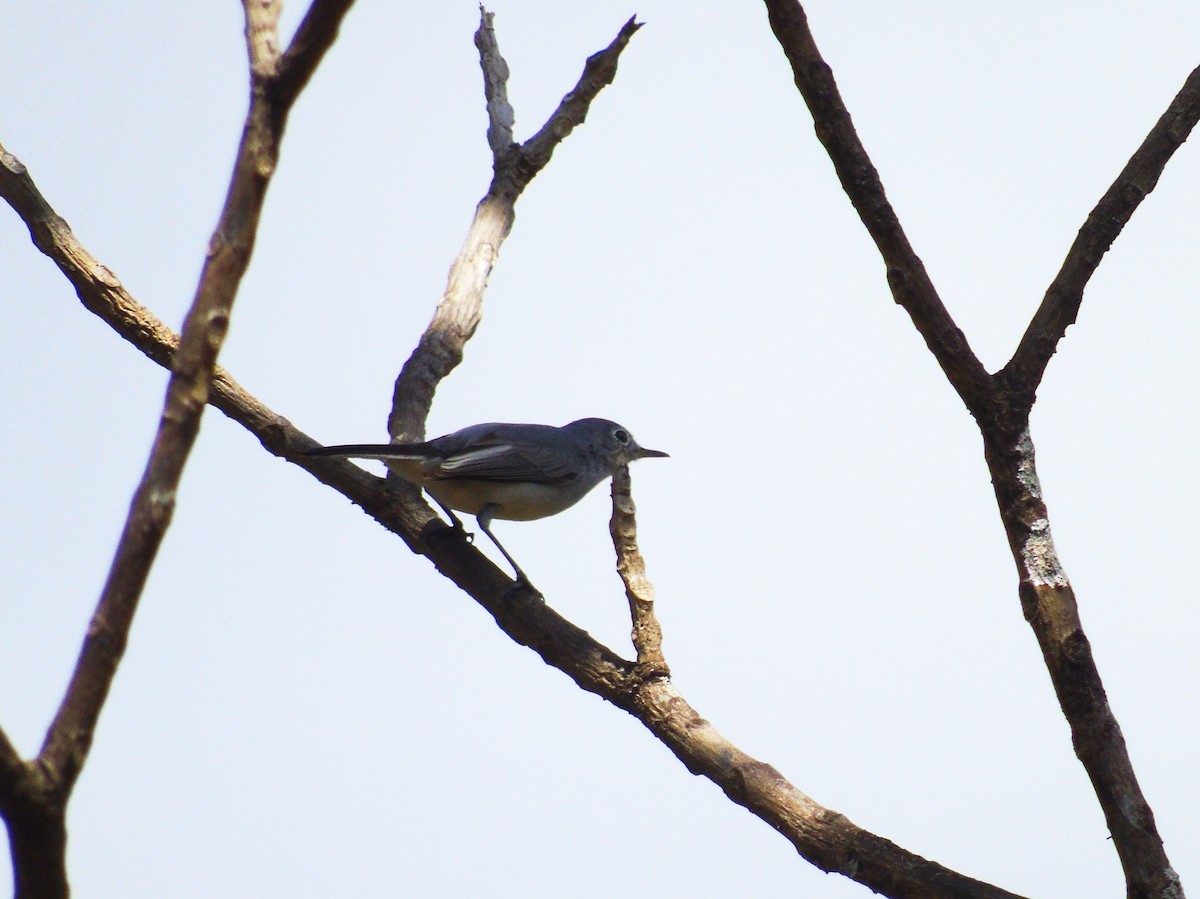 Blue-gray Gnatcatcher - Isaí López